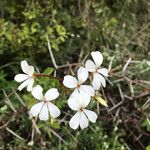 Pelargonium alchemilloides Květ