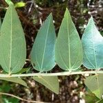 Coriaria myrtifolia Hoja