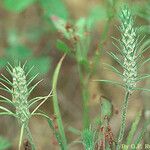 Plantago aristata Habit