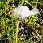 Eriophorum scheuchzeri Fruto