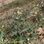 Sisymbrium crassifolium Pokrój