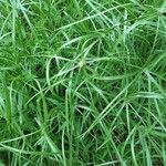 Cyperus brevifolius ഇല