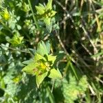 Euphorbia terracina Ліст