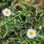 Erigeron karvinskianusFlors