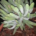 Dudleya edulis Yaprak