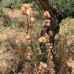 Carlina corymbosaFloare