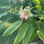 Hedychium flavescens Blomst