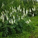 Galega officinalis Habit