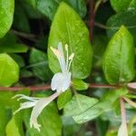 Lonicera japonicaFlower