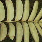 Zanthoxylum ekmanii ഇല