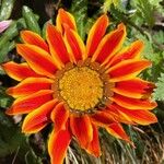 Gazania linearis Flower