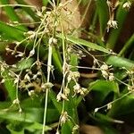 Luzula sylvatica Fruit