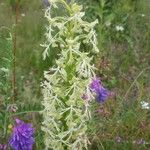 Platanthera lacera Flower