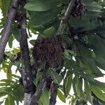 Brownea rosa-de-monte Fruit