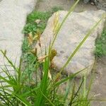Carex muskingumensis Blomst
