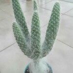 Opuntia orbiculata برگ