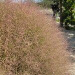 Cycloloma atriplicifolium Habit