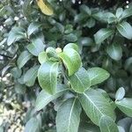 Pittosporum tenuifolium 葉