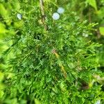 Juniperus procera Leaf