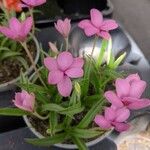 Hypoxis baurii Flower