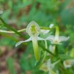 Platanthera bifoliaFlower