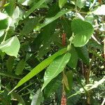 Noahdendron nicholasii Bloem