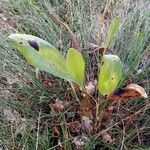 Bupleurum rigidum Leaf