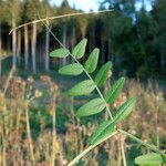 Vicia sepium Ліст