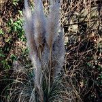 Cortaderia selloana Fruit