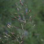 Chrysopogon gryllus Fruit