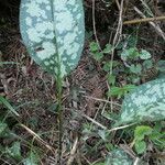 Pulmonaria affinis Likasa