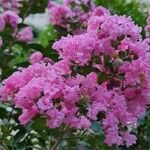 Lagerstroemia indicaFlower