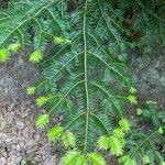 Abies balsamea Leaf