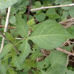 Solanum dulcamara Foglia