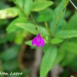 Justicia sessilis Flower