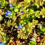 Veronica triphyllos Leaf