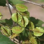 Combretum molle Fruit