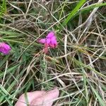 Erica ciliaris Floare