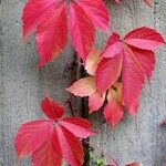 Parthenocissus quinquefolia Folla