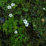 Parnassia nubicola عادت