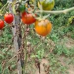 Solanum lycopersicumPlod