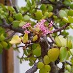 Portulacaria afraFlors