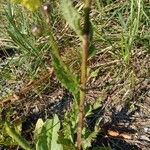 Verbascum orientale Yaprak