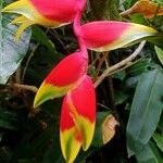 Heliconia rostrata Цвят