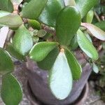 Crassula ovata অন্যান্য