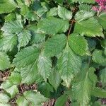 Astilbe macroflora Leaf