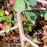 Cotoneaster nebrodensis Bark