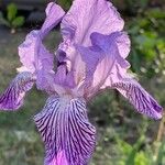 Iris lutescensFlor