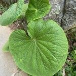 Piper umbellatum Feuille