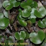 Adiantum reniforme Хабит